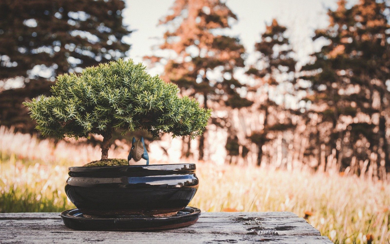 A juniper bonsai tree in a black ceramic pot on a wooden table outdoors